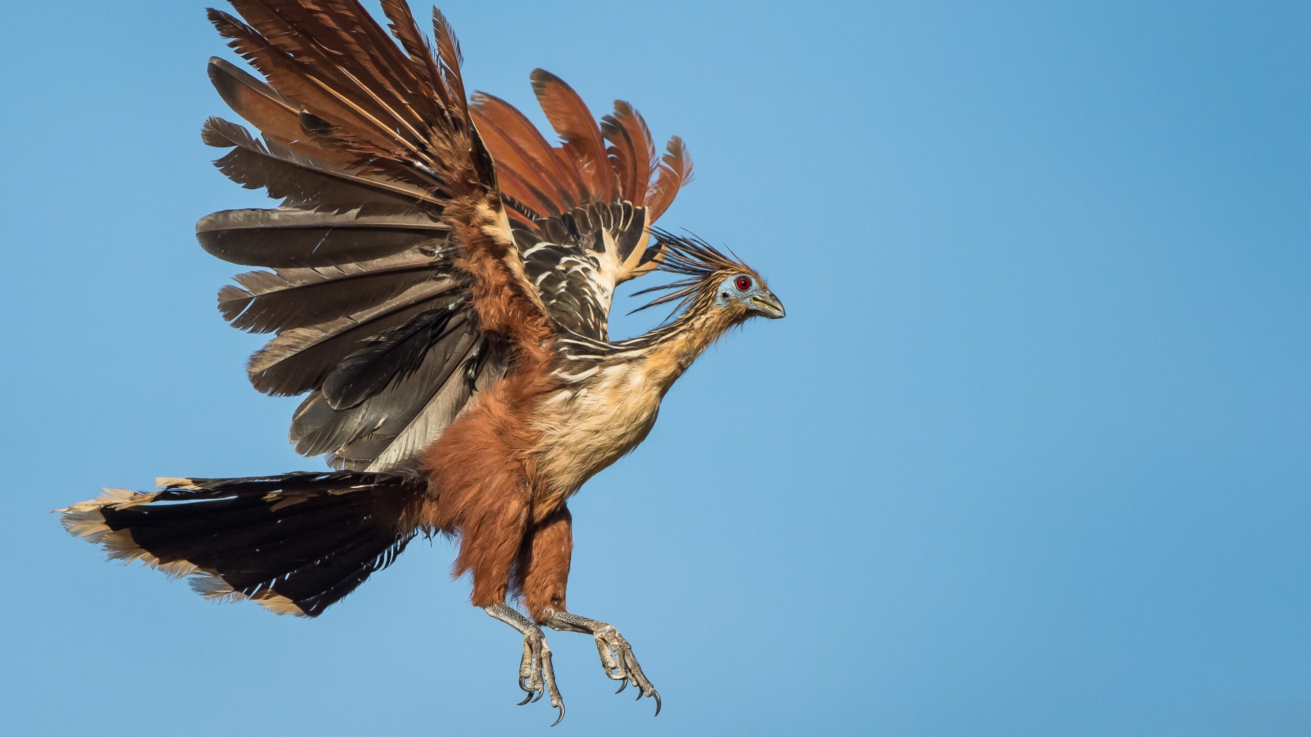 Hoatzin The Strange stinkbird Born With Clawed Wings That Appears To Be An Evolutionary orphan Live Science Hoatzin The Strange stinkbird Born With Clawed Wings That Appears To Be An Evolutionary orphan Live Science