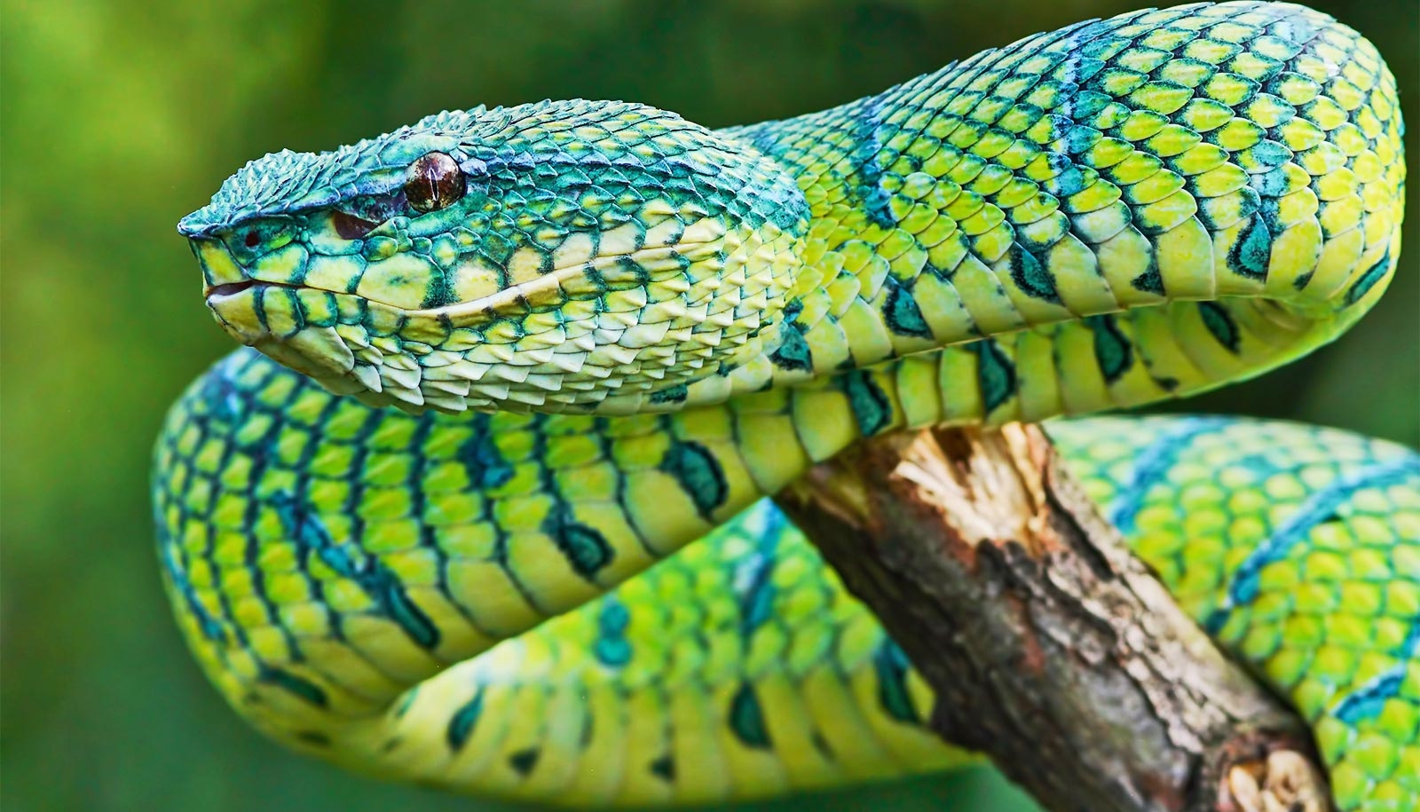 How Snakes Use Patterns Of Invisible Colors Futurity How Snakes Use Patterns Of Invisible Colors Futurity