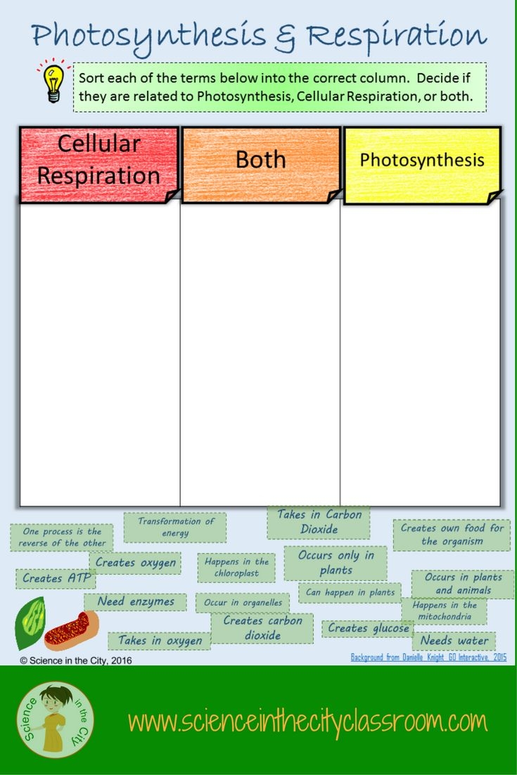 photosynthesis & cellular respiration worksheet photosynthesis & cellular respiration worksheet
