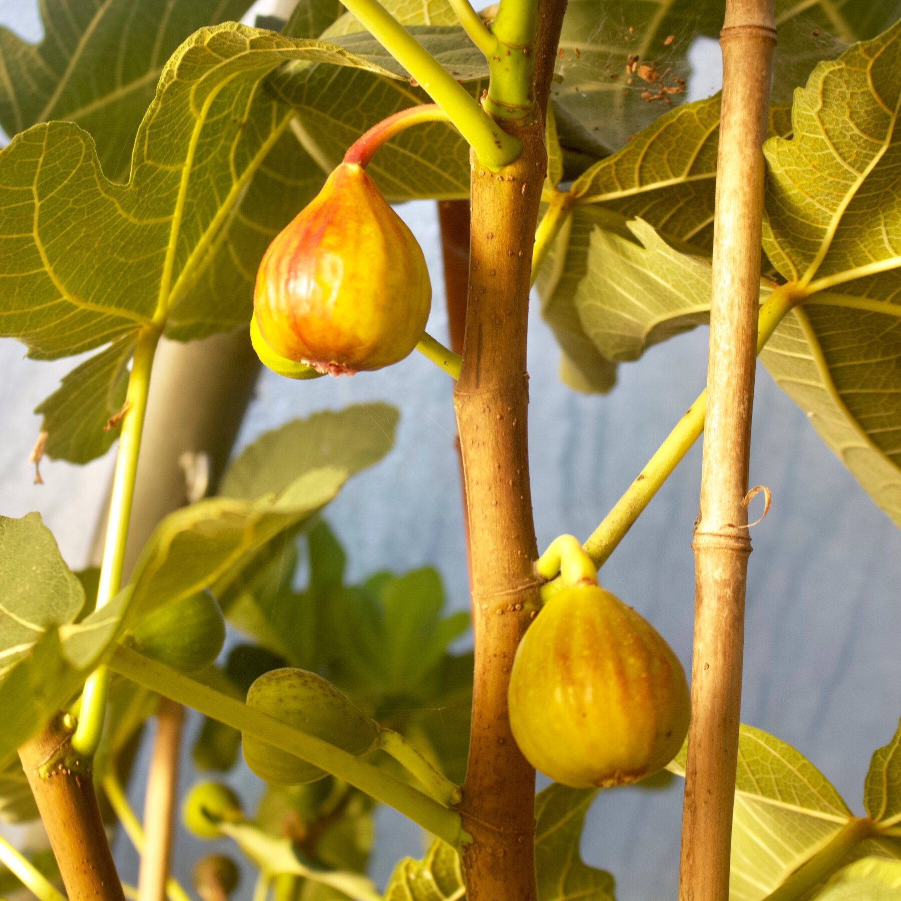 fruit with a narrow top crossword fruit with a narrow top crossword