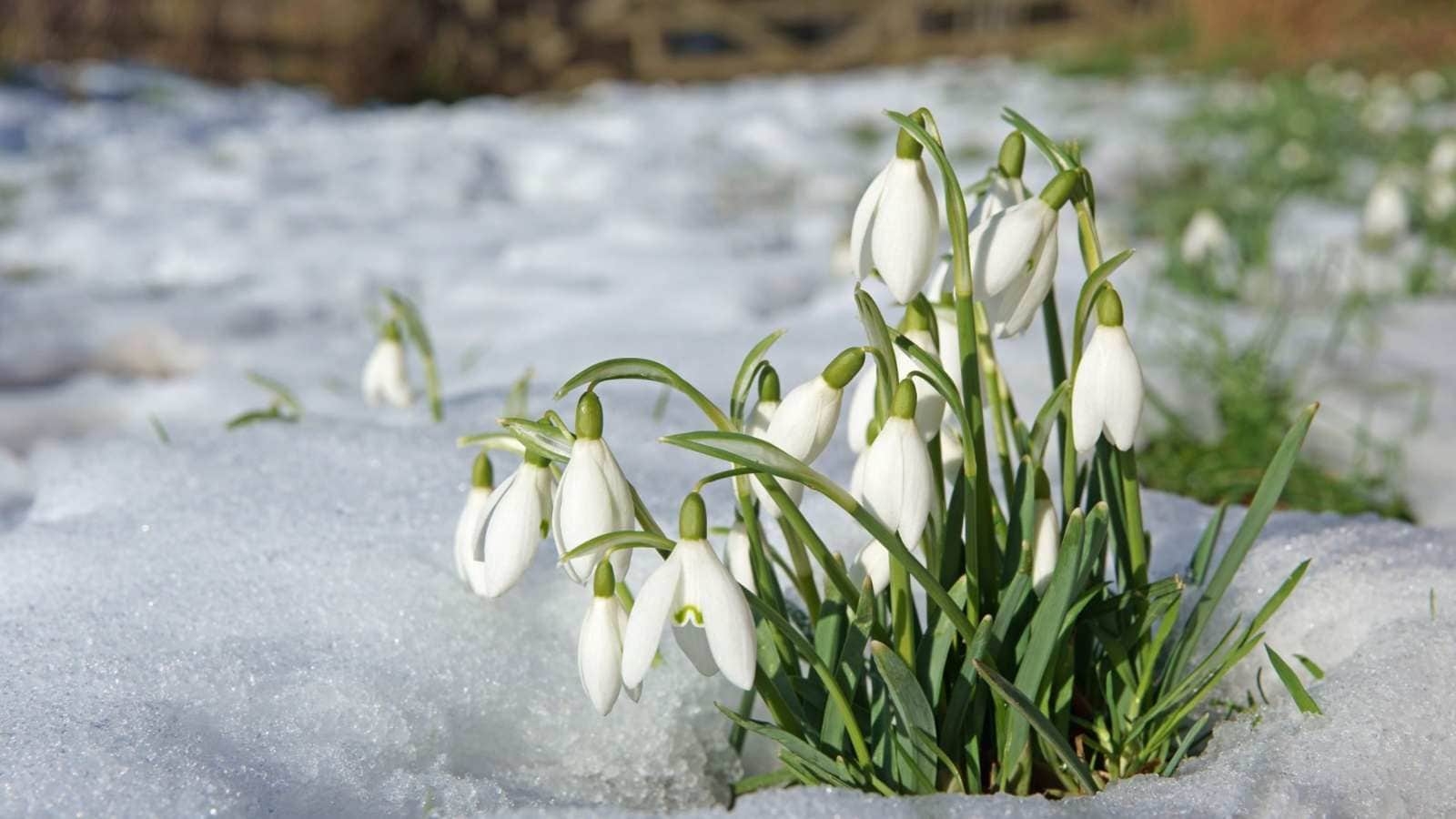How To Plant Grow And Care For Snowdrop Flower Galanthus How To Plant Grow And Care For Snowdrop Flower Galanthus