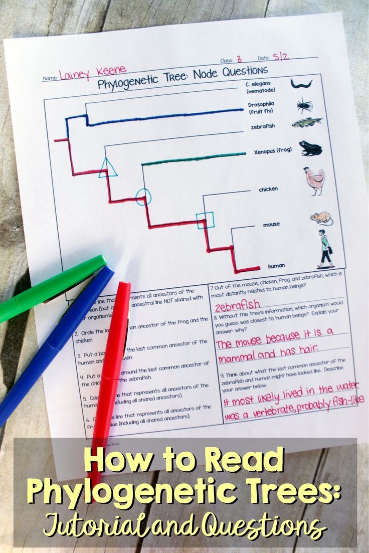 How To Read A Phylogenetic Tree 3 Part Activity How To Read A Phylogenetic Tree 3 Part Activity