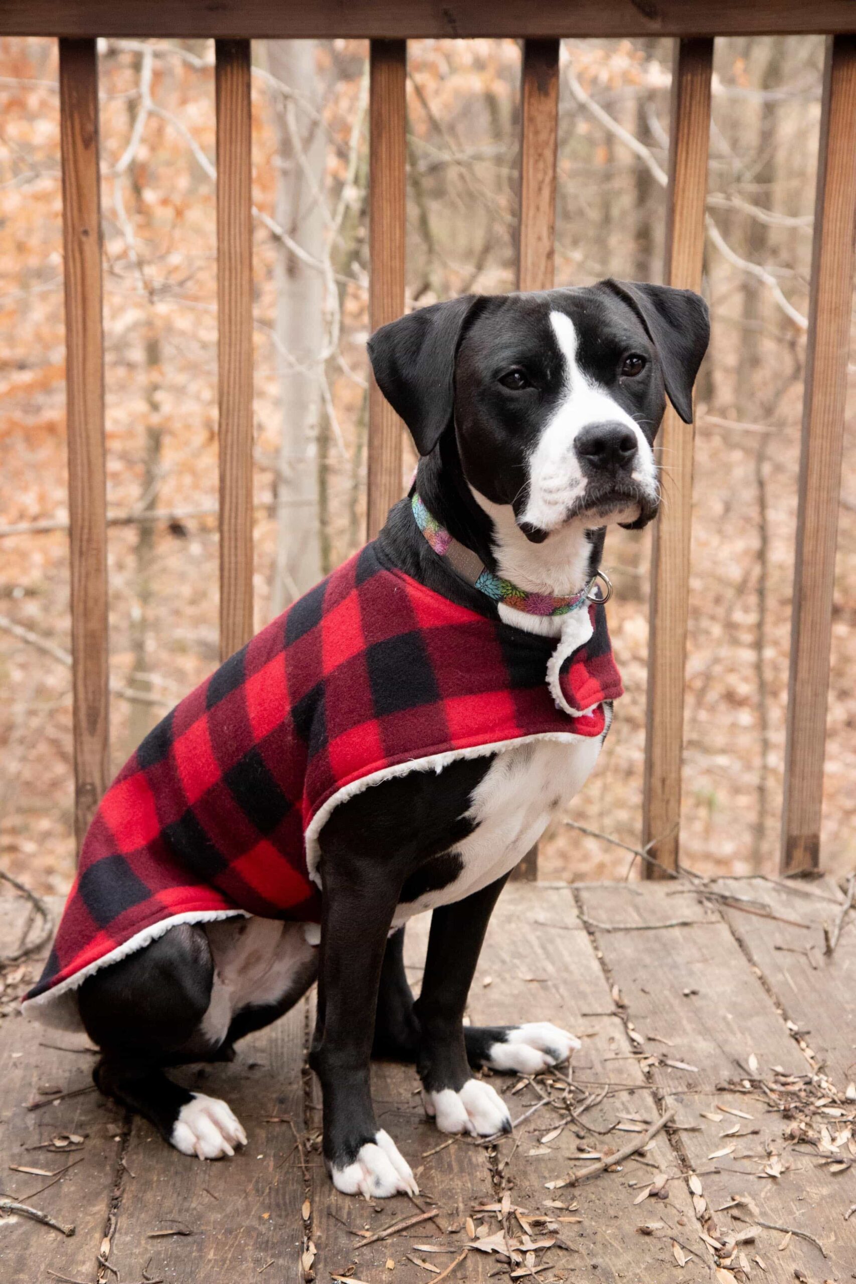 How To Sew A Cozy Custom Dog Coat In Less Than An Hour Wholefully How To Sew A Cozy Custom Dog Coat In Less Than An Hour Wholefully