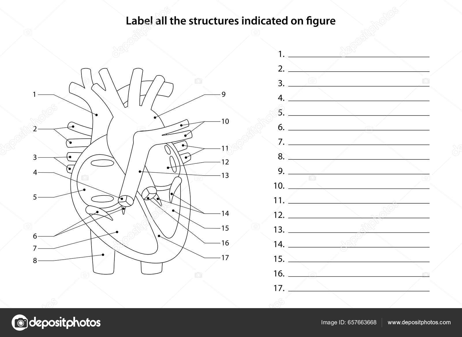 Human Anatomy Worksheet Label All Structures Indicated Figure Heart Blood Stock Vector By AStepBioMed 657663668 Human Anatomy Worksheet Label All Structures Indicated Figure Heart Blood Stock Vector By AStepBioMed 657663668