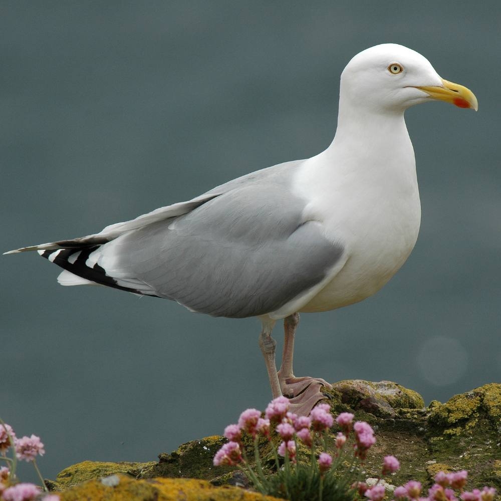 Identify The Top Seaside Birds Coastal Guide Identify The Top Seaside Birds Coastal Guide