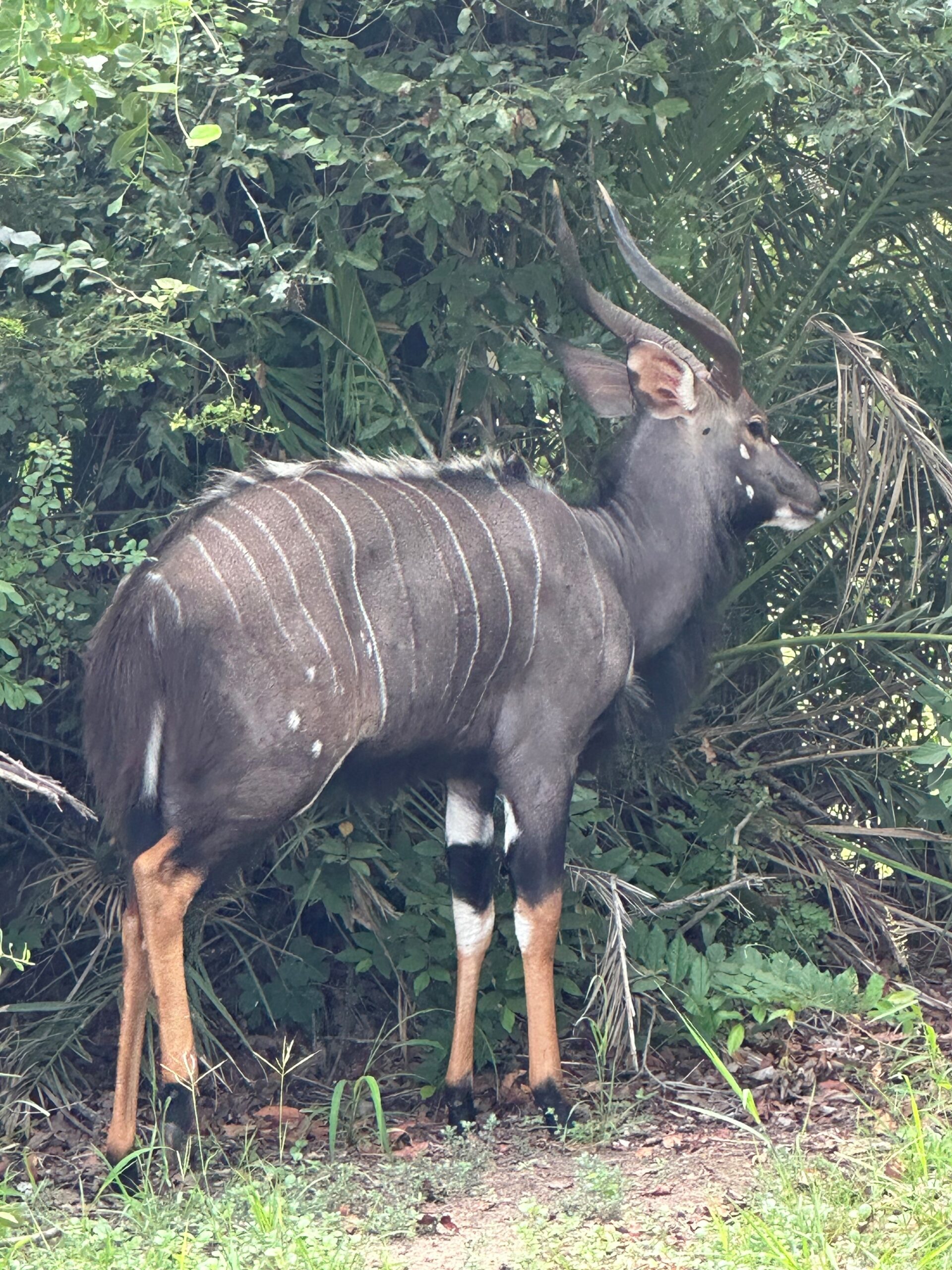 african antelope crossword clue african antelope crossword clue