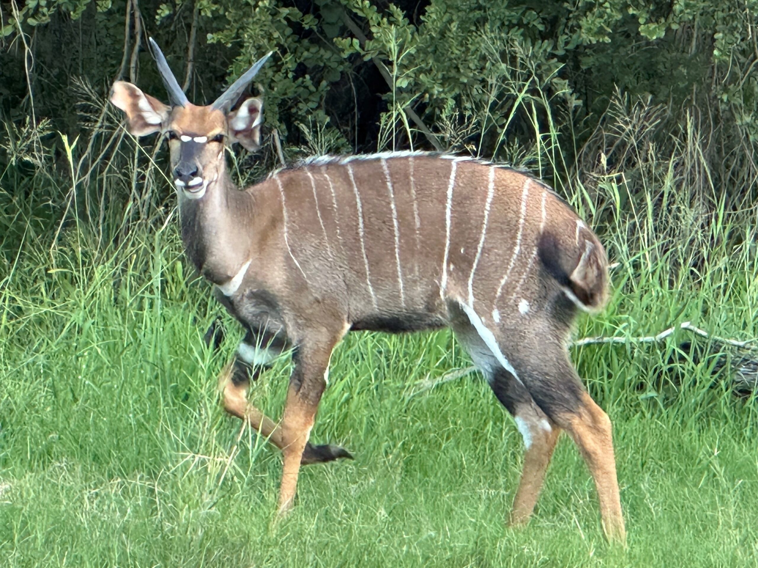 In Touch With Nature Nyala Antelope southernAfricanwildlife Writing To Be Read In Touch With Nature Nyala Antelope southernAfricanwildlife Writing To Be Read
