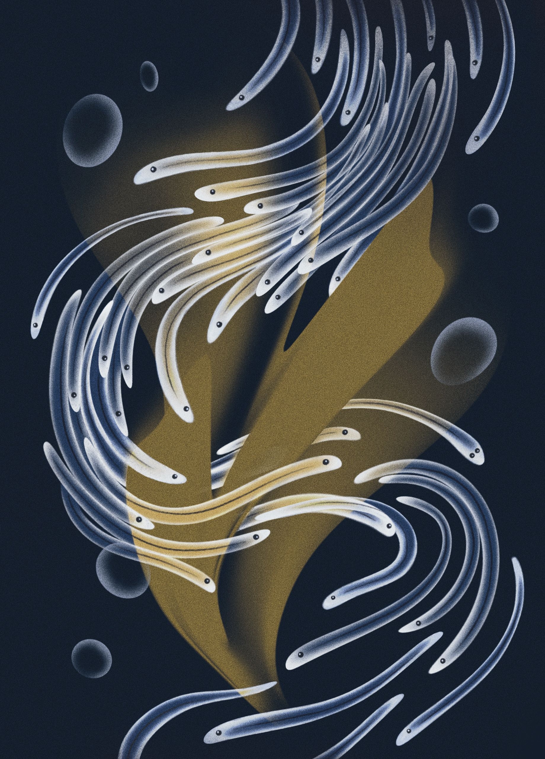 Inside The Slimy Smelly Secretive World Of Glass Eel Fishing The New Yorker Inside The Slimy Smelly Secretive World Of Glass Eel Fishing The New Yorker