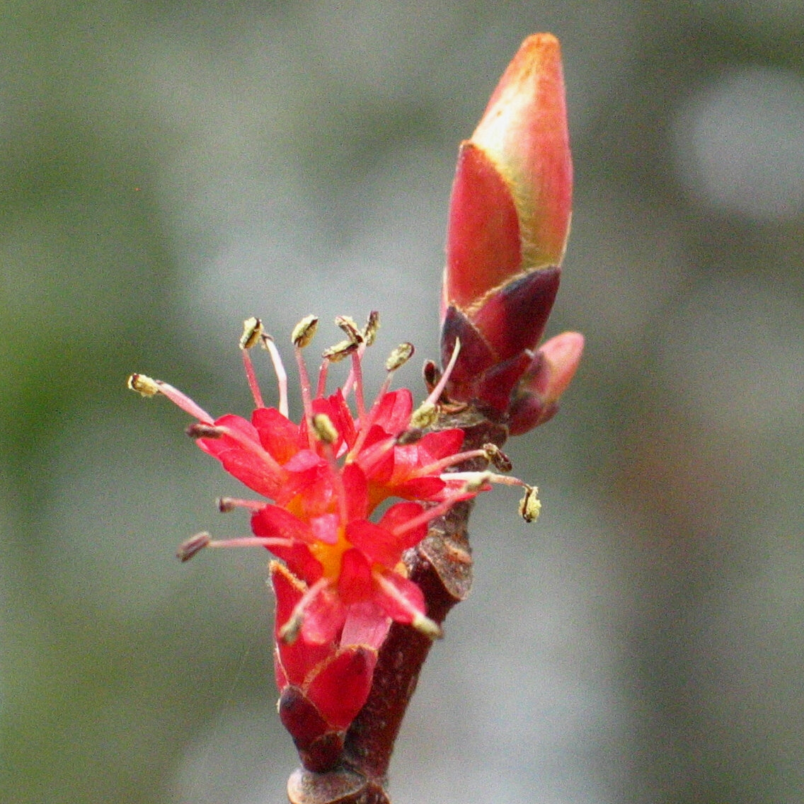 Is It Spring Yet The New York Times Is It Spring Yet The New York Times