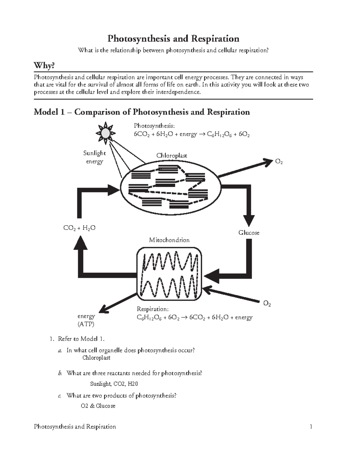 Kami Export Mark Kipelio 14 Photosynthesis And Respiration S Photosynthesis And Respiration 1 Studocu Kami Export Mark Kipelio 14 Photosynthesis And Respiration S Photosynthesis And Respiration 1 Studocu
