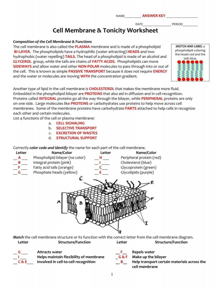 KEY Cell Membrane And Tonicity Worksheet pdf