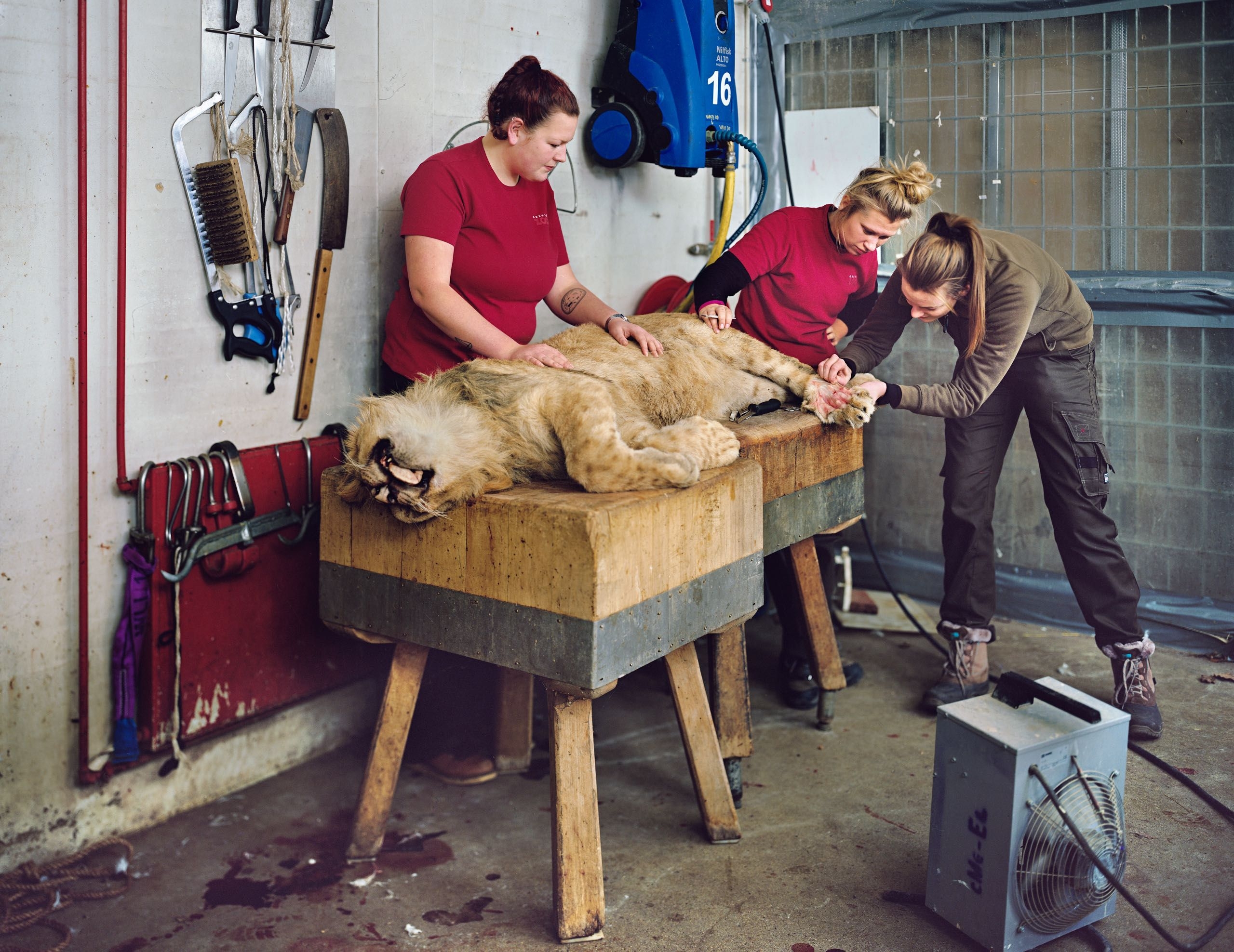 Killing Animals At The Zoo The New Yorker Killing Animals At The Zoo The New Yorker