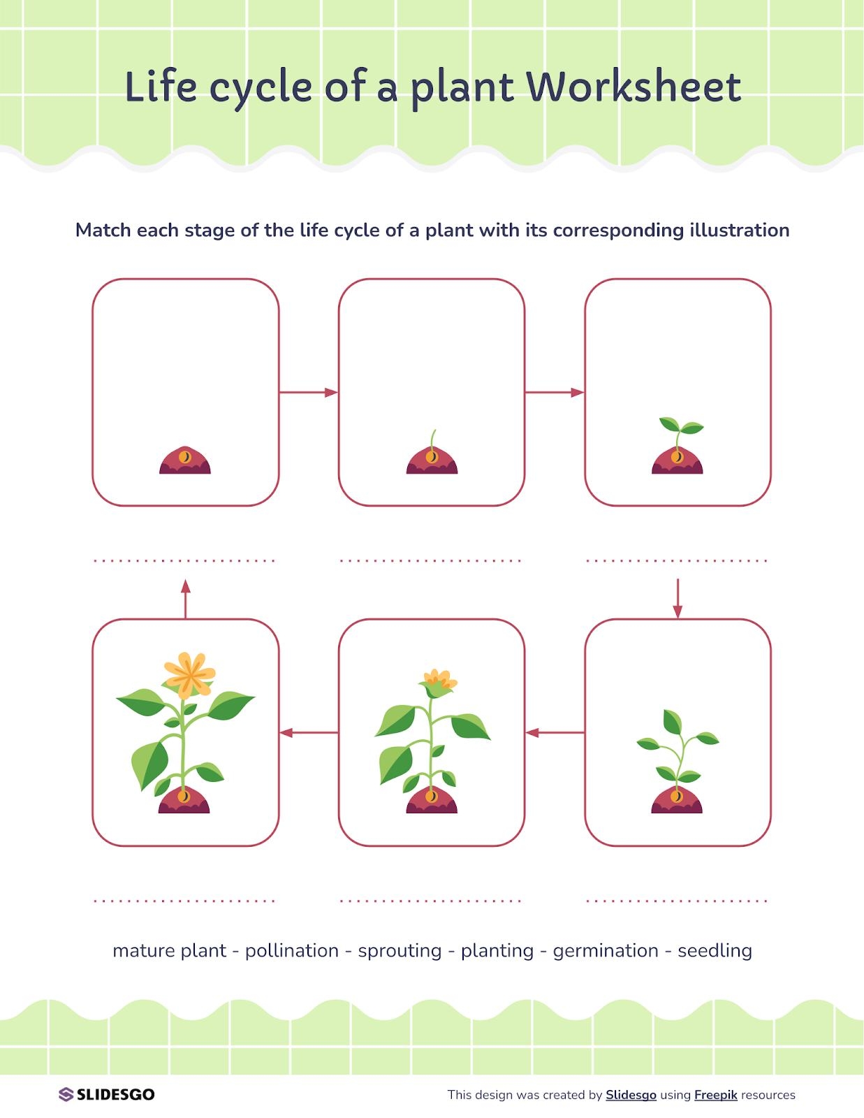Life Cycle Of A Plant Worksheet Presentation Life Cycle Of A Plant Worksheet Presentation