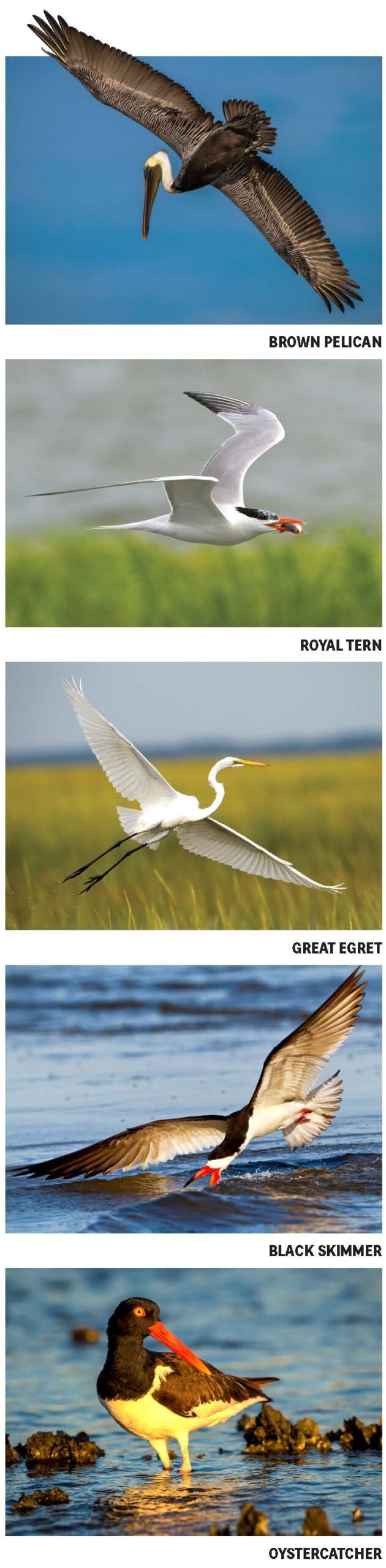 marsh bird crossword puzzle marsh bird crossword puzzle