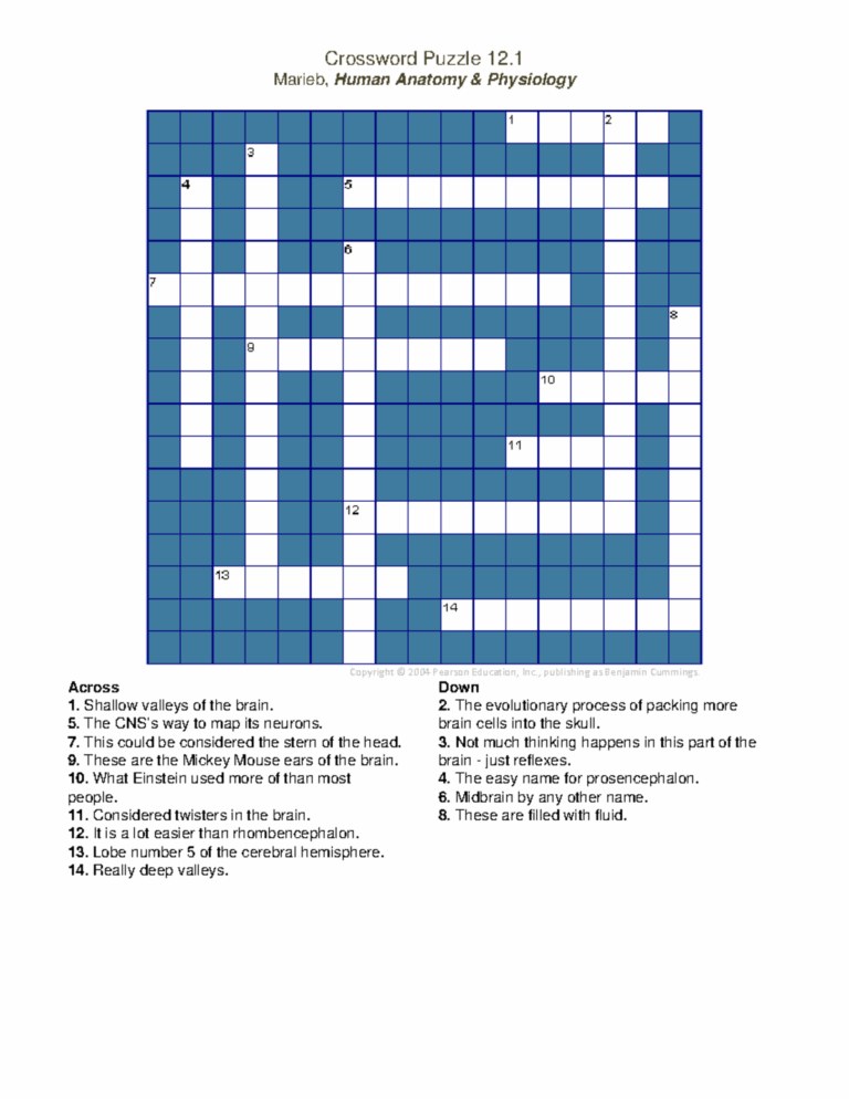 Marieb A P Ch13 Crossword Puzzle Exercise Studocu