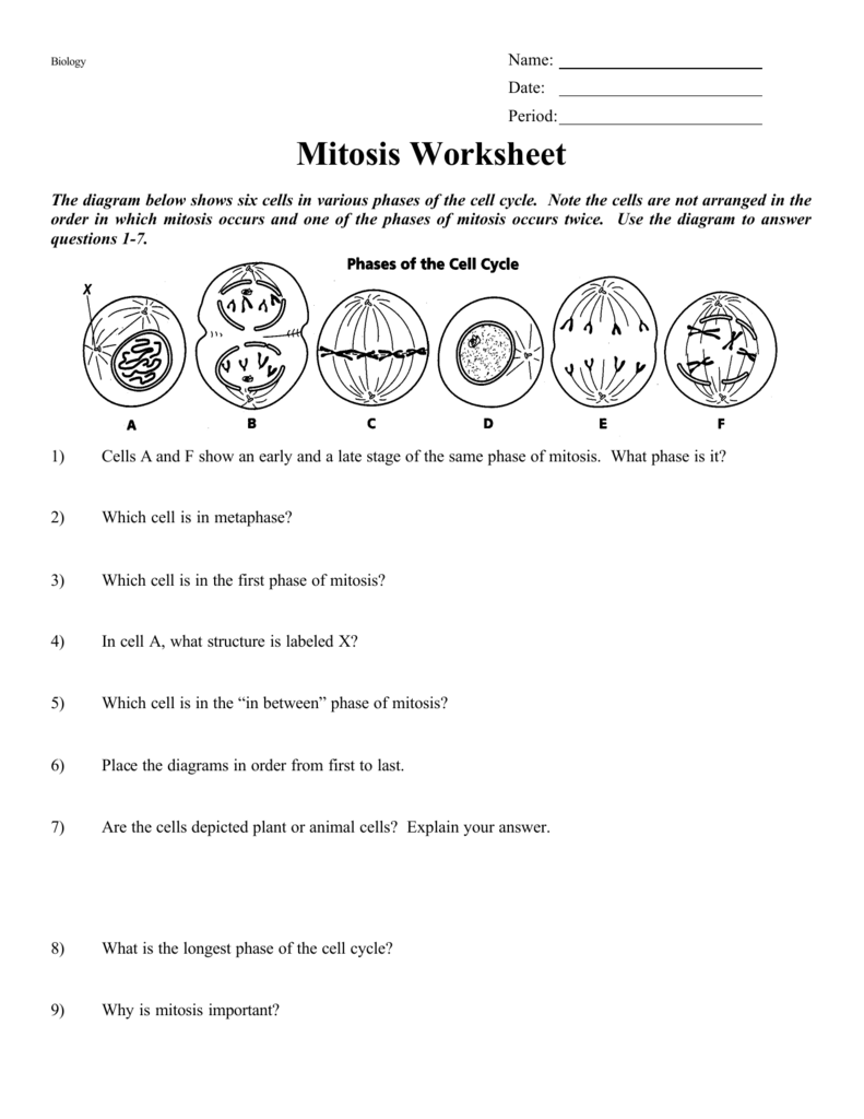 Mitosis Worksheet Cell Cycle Division