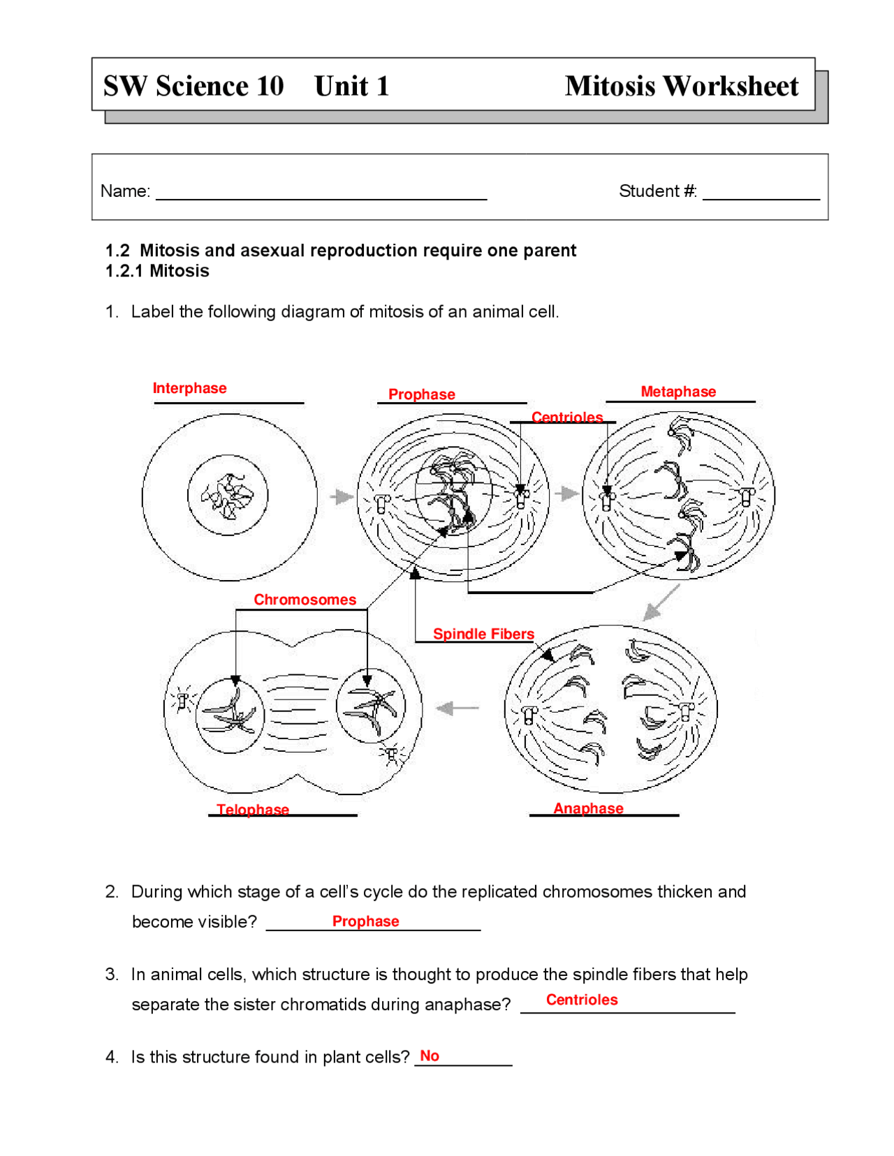 Mitosis Worksheet Key 10th Science Exercises Cell Biology Docsity