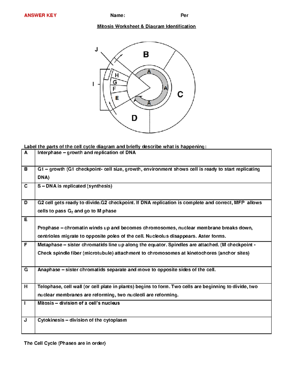 Mitosis Worksheet KEY Njkelwbqfgklberivlbiqt bguietabnv aenvje ANSWER KEY Name Per Mitosis Studocu