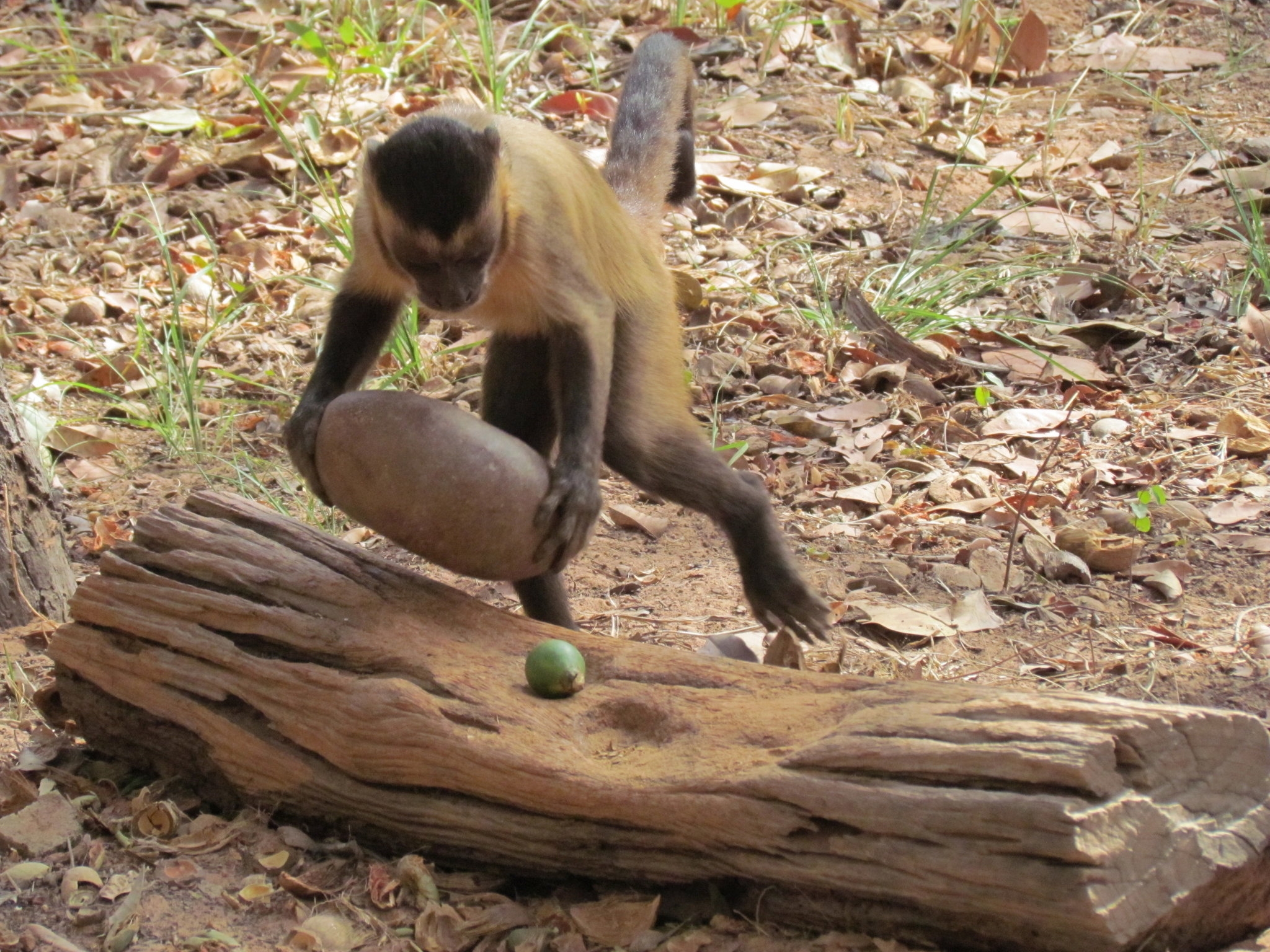 Monkeys Provide Clues To How Tool Use Developed The New York Times