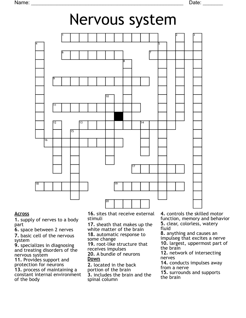 Nervous System Crossword WordMint Nervous System Crossword WordMint