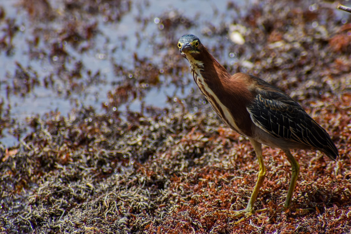 News Page 8 BirdsCaribbean News Page 8 BirdsCaribbean