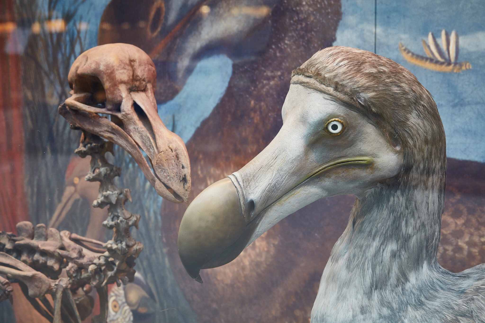 extinct bird crossword clue extinct bird crossword clue