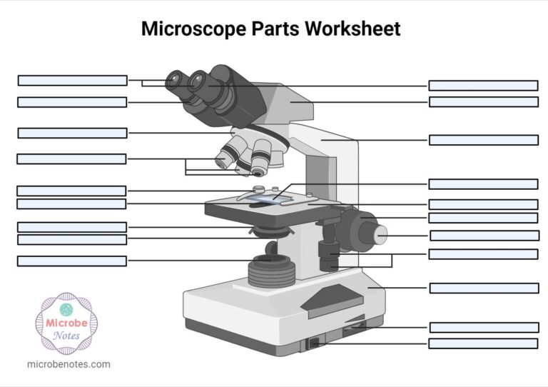 Parts Of A Microscope With Functions And Labeled Diagram