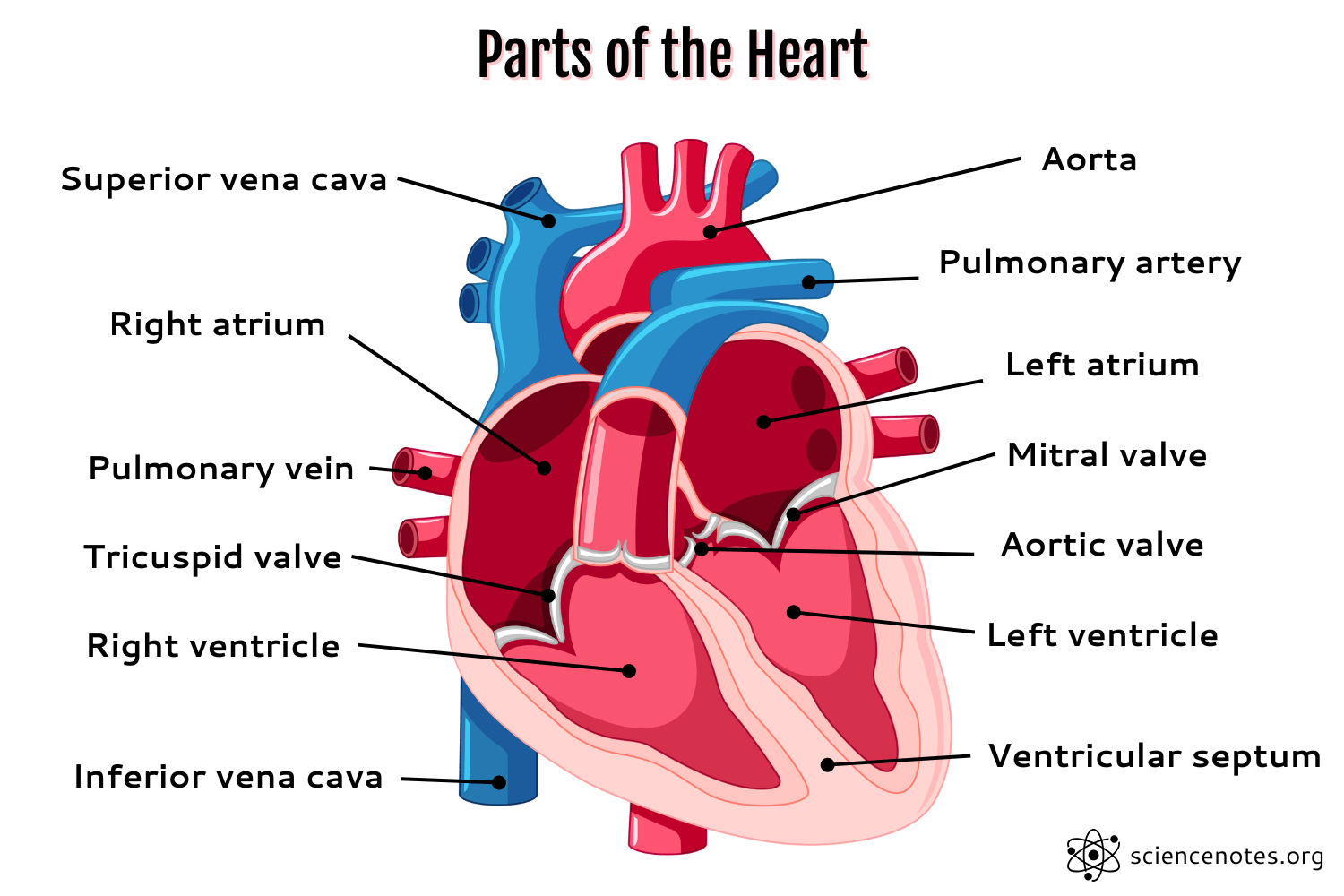 Parts Of The Heart Human Heart Anatomy And Worksheets Parts Of The Heart Human Heart Anatomy And Worksheets