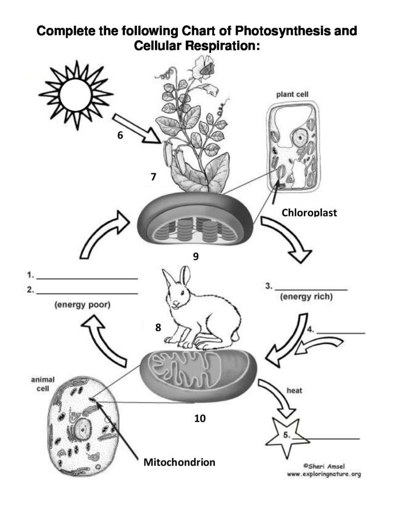 photosynthesis and cellular respiration worksheet