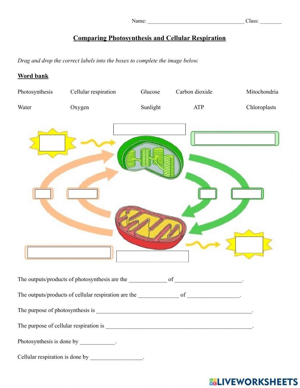 Photosynthesis And Cellular Respiration Worksheet Complete With Worksheets Library Photosynthesis And Cellular Respiration Worksheet Complete With Worksheets Library