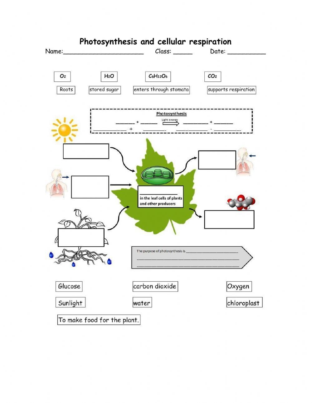 Photosynthesis And Cellular Respiration Worksheet Live Worksheets Worksheets Library