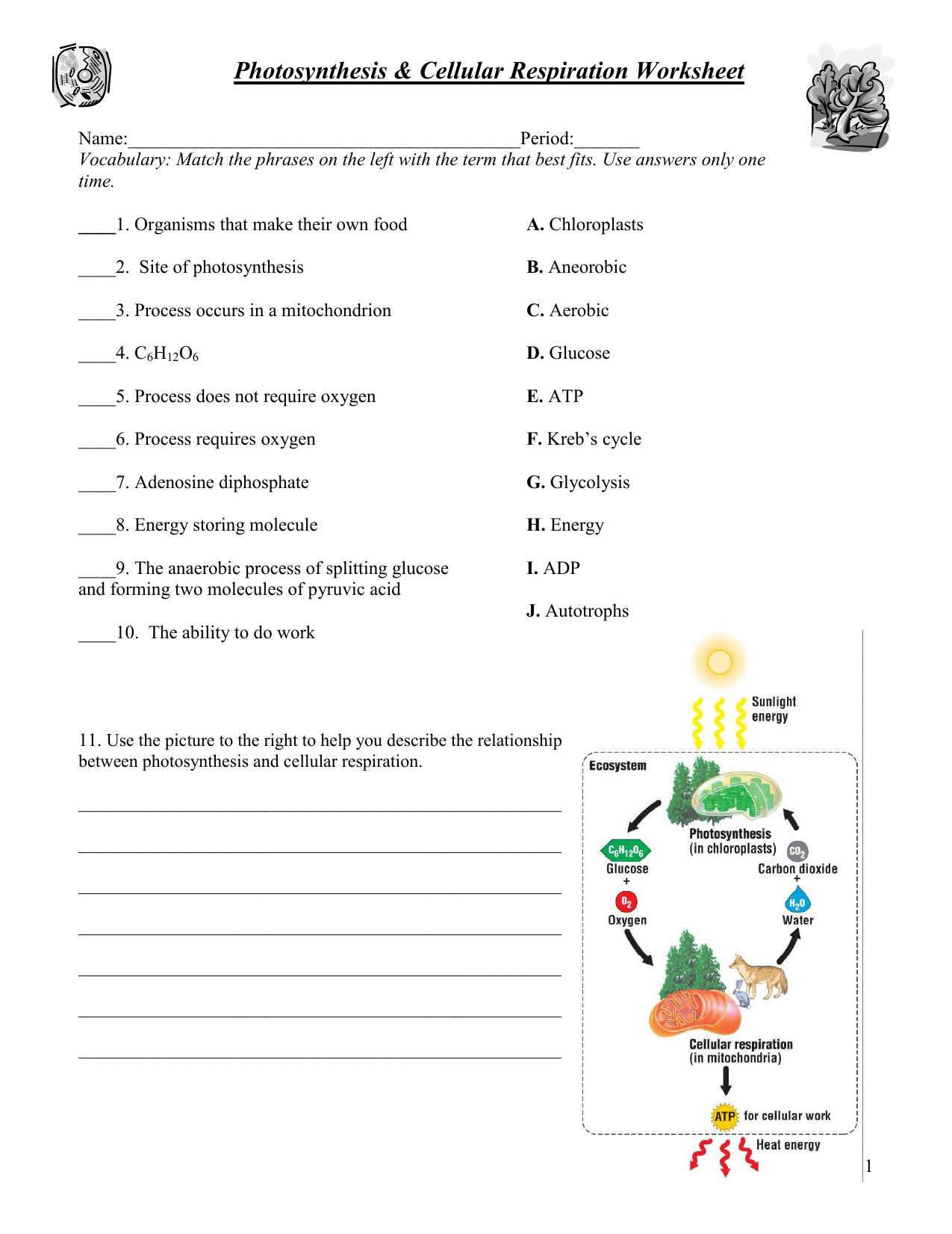 Photosynthesis Cellular Respiration Worksheet Photosynthesis Cellular Respiration Worksheet