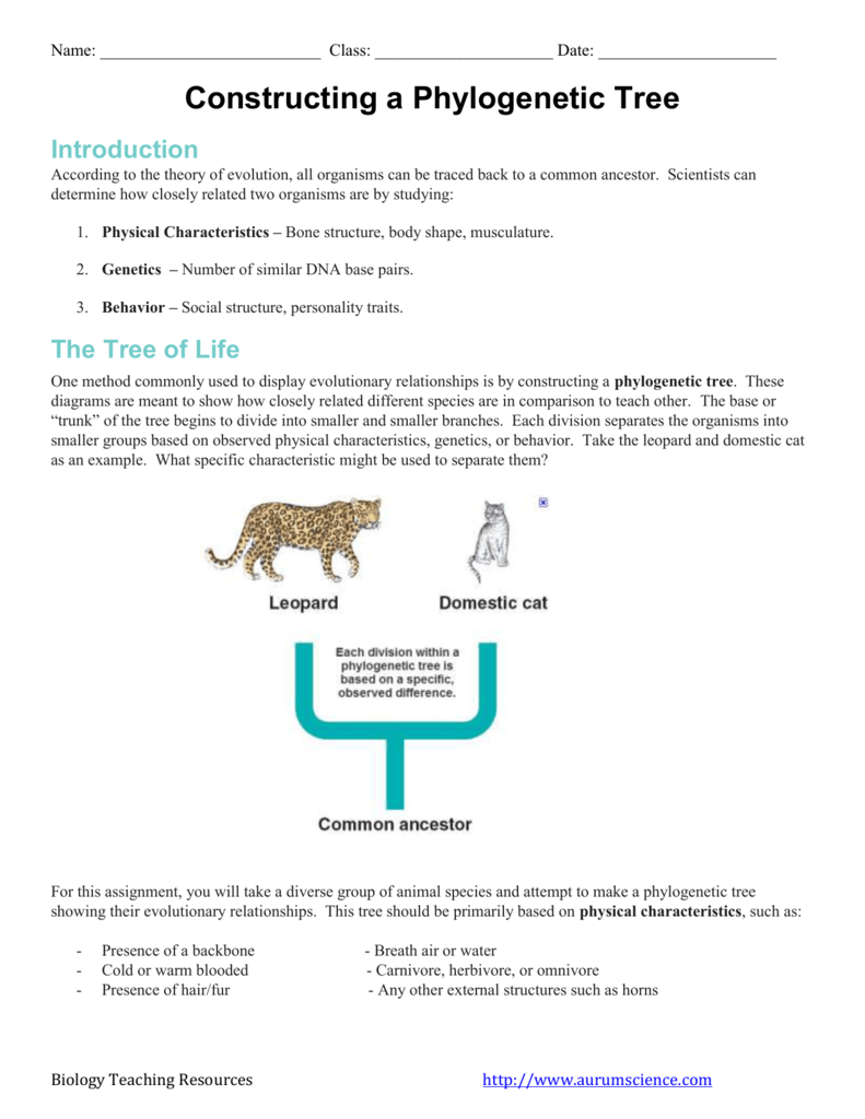 Phylogenetic Tree Worksheet Constructing Evolutionary Trees Phylogenetic Tree Worksheet Constructing Evolutionary Trees