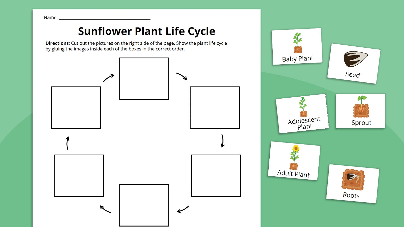 plant life cycle worksheet plant life cycle worksheet