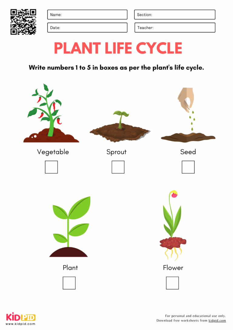 Plant Life Cycle Worksheet For Kindergarten Kidpid