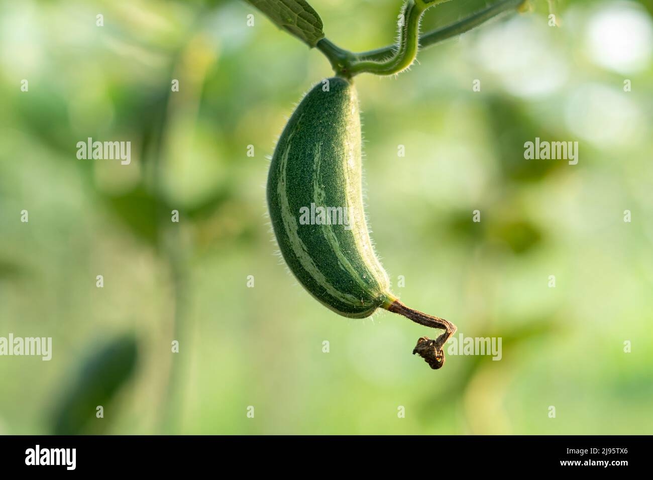 Pointed Arch Crossword Clue Hi res Stock Photography And Images Alamy Pointed Arch Crossword Clue Hi res Stock Photography And Images Alamy