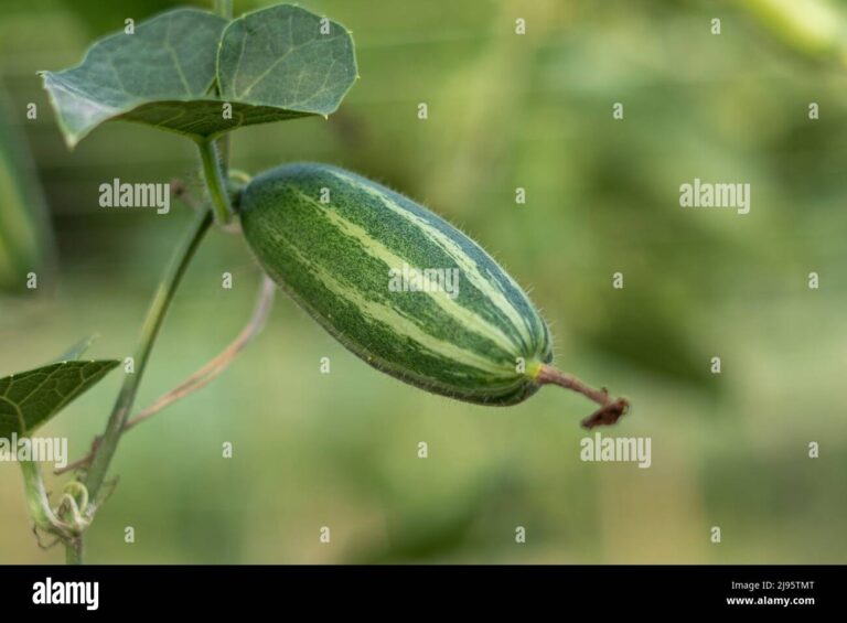 Pointed Arch Crossword Clue Hi res Stock Photography And Images Alamy