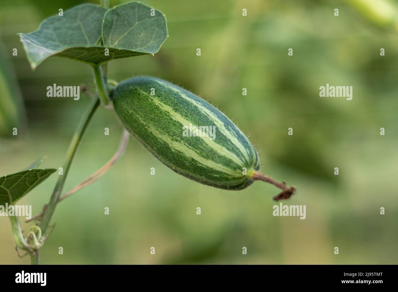 Pointed Arch Crossword Clue Hi res Stock Photography And Images Alamy Pointed Arch Crossword Clue Hi res Stock Photography And Images Alamy