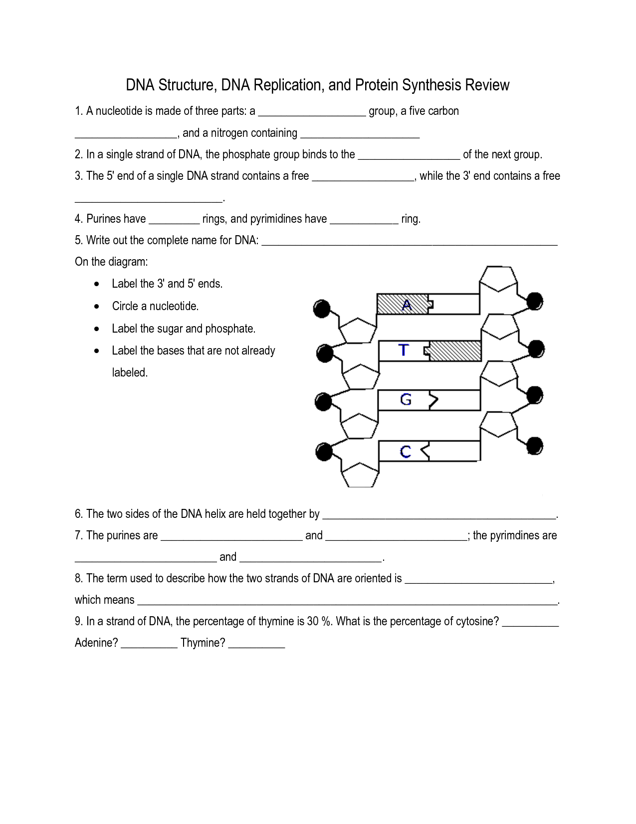 Printable Dna Structure And Replication Worksheets Printable Dna Structure And Replication Worksheets