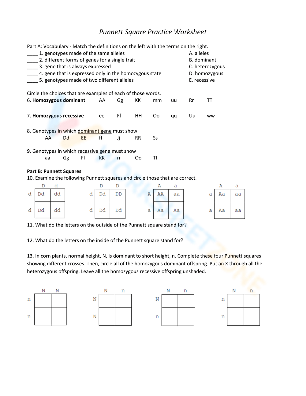 Printable Punnett Square Practice Worksheets Printable Punnett Square Practice Worksheets