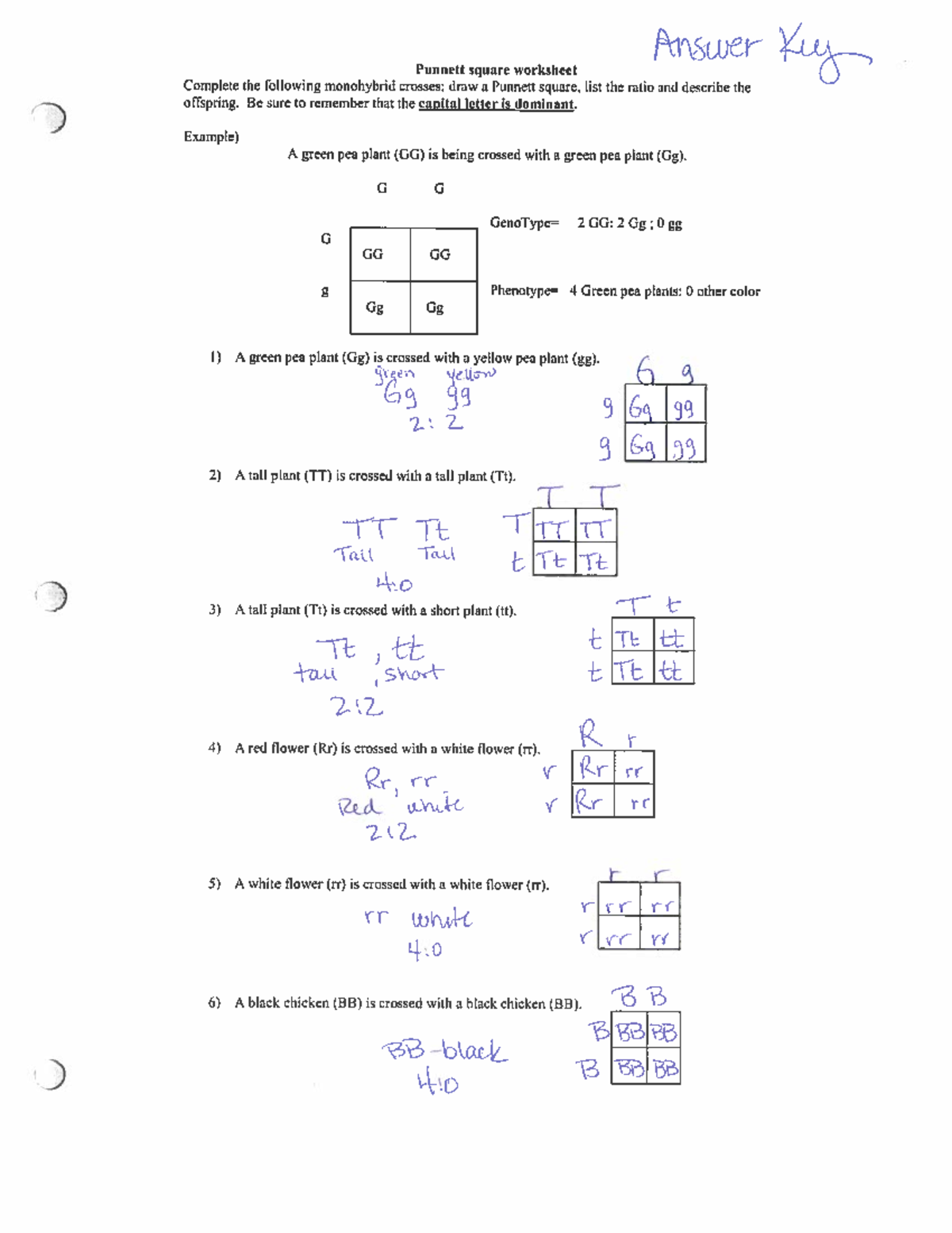Punnett Square Practice Answer Ke Stat For Biology Studocu Punnett Square Practice Answer Ke Stat For Biology Studocu