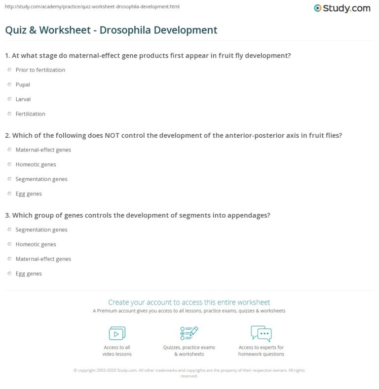 Quiz Worksheet Drosophila Development Study