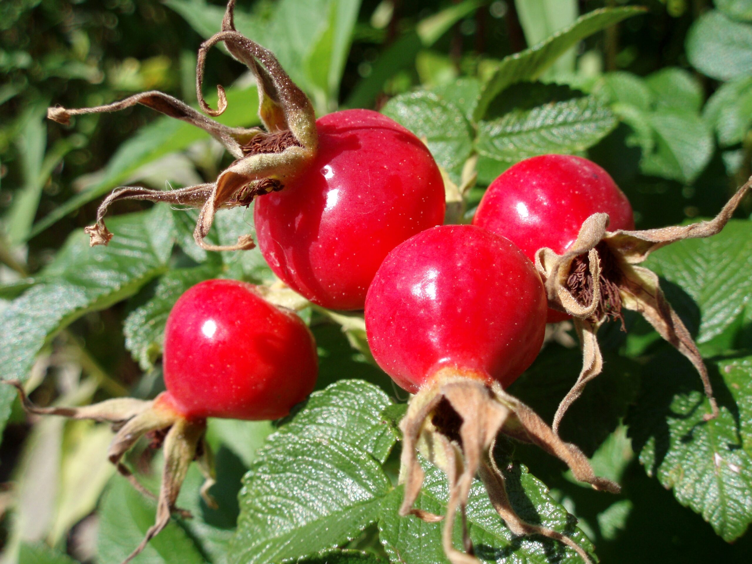 Rose Hip Wikipedia Rose Hip Wikipedia