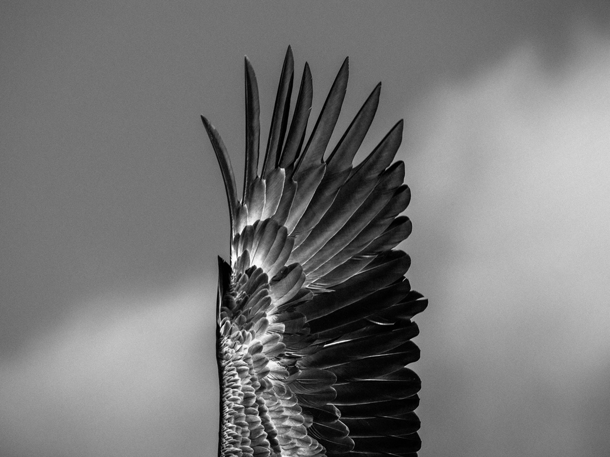 Seeking Flying Giants In Norway s Fjords The New York Times Seeking Flying Giants In Norway s Fjords The New York Times