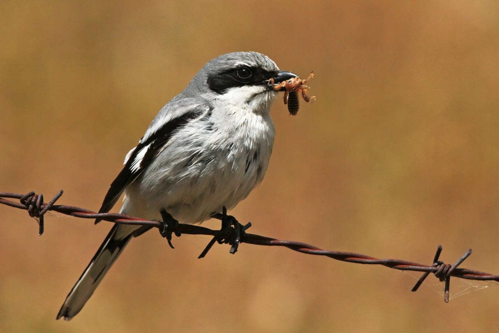 Shrikes Meet The Bird That Impales Prey On Spikes Shrikes Meet The Bird That Impales Prey On Spikes