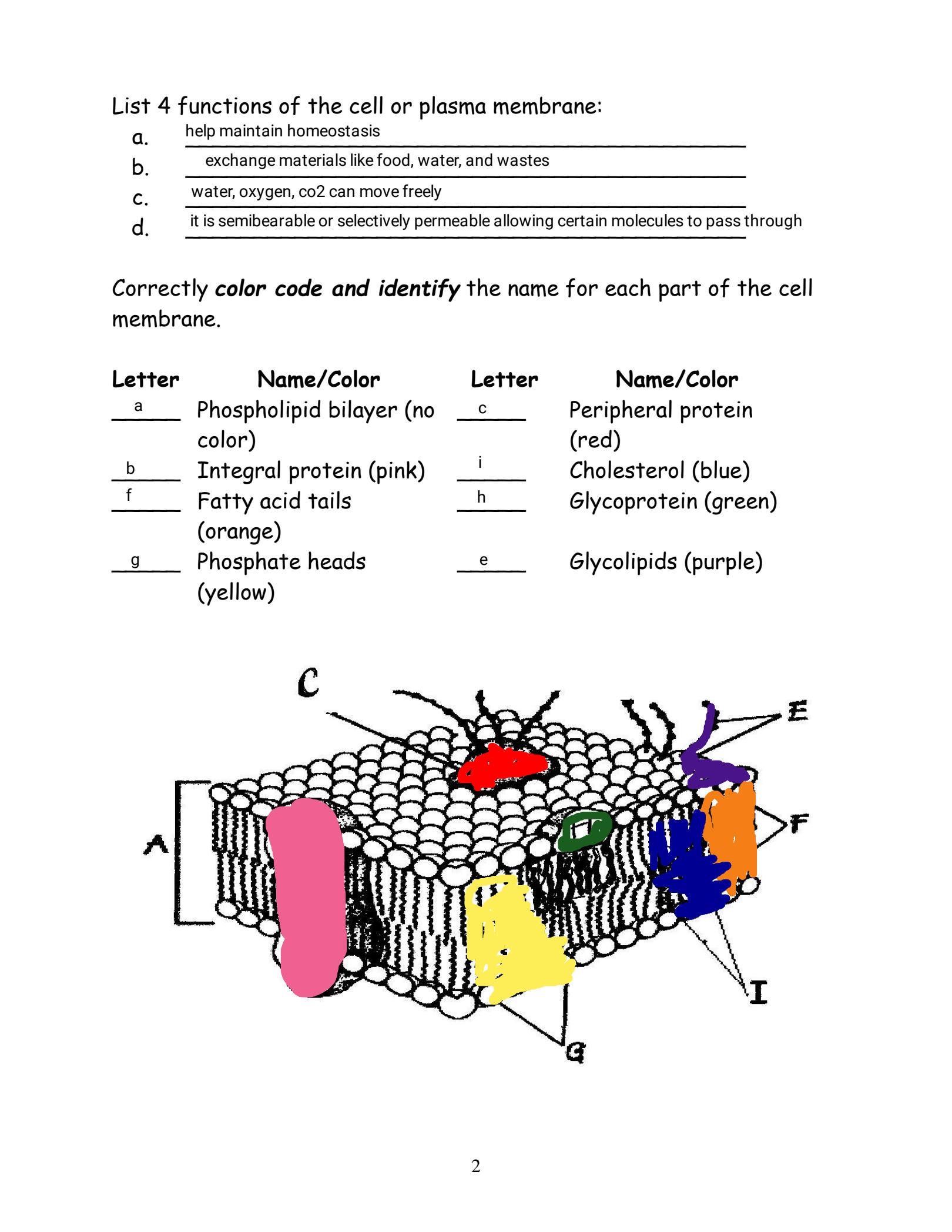 SOLUTION Cell Membrane Coloring Worksheet 1 Studypool Worksheets Library SOLUTION Cell Membrane Coloring Worksheet 1 Studypool Worksheets Library