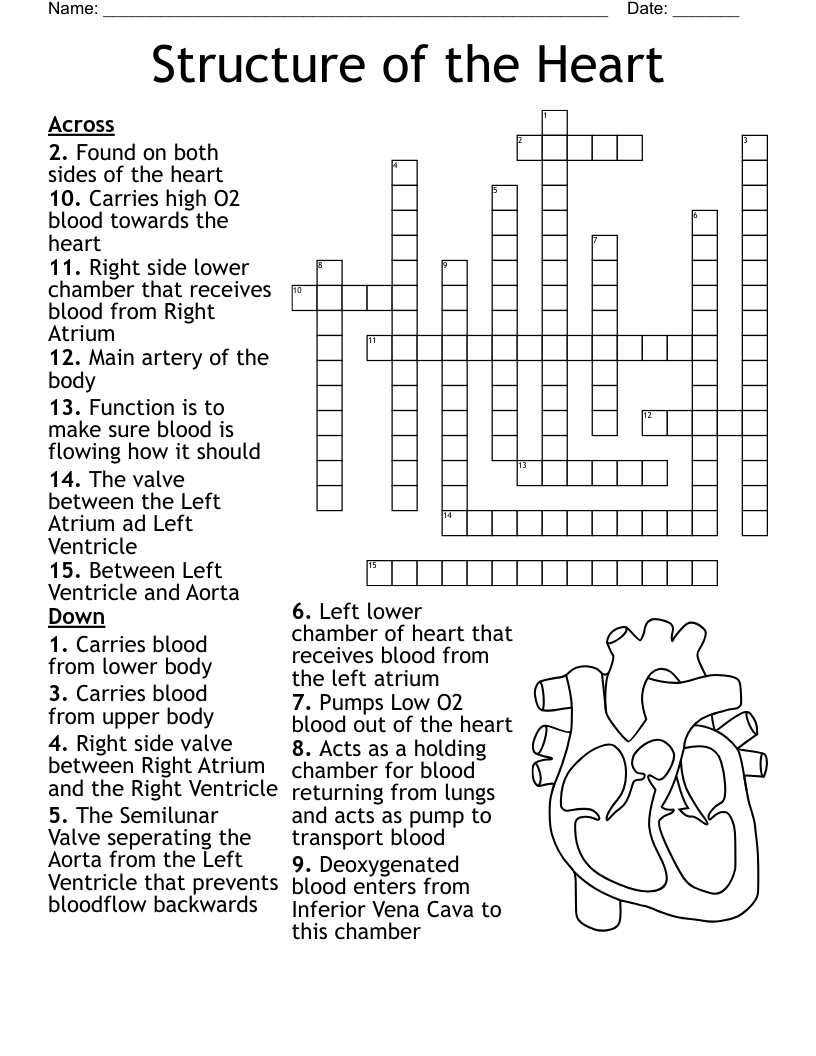 Structure Of The Heart Crossword WordMint Structure Of The Heart Crossword WordMint