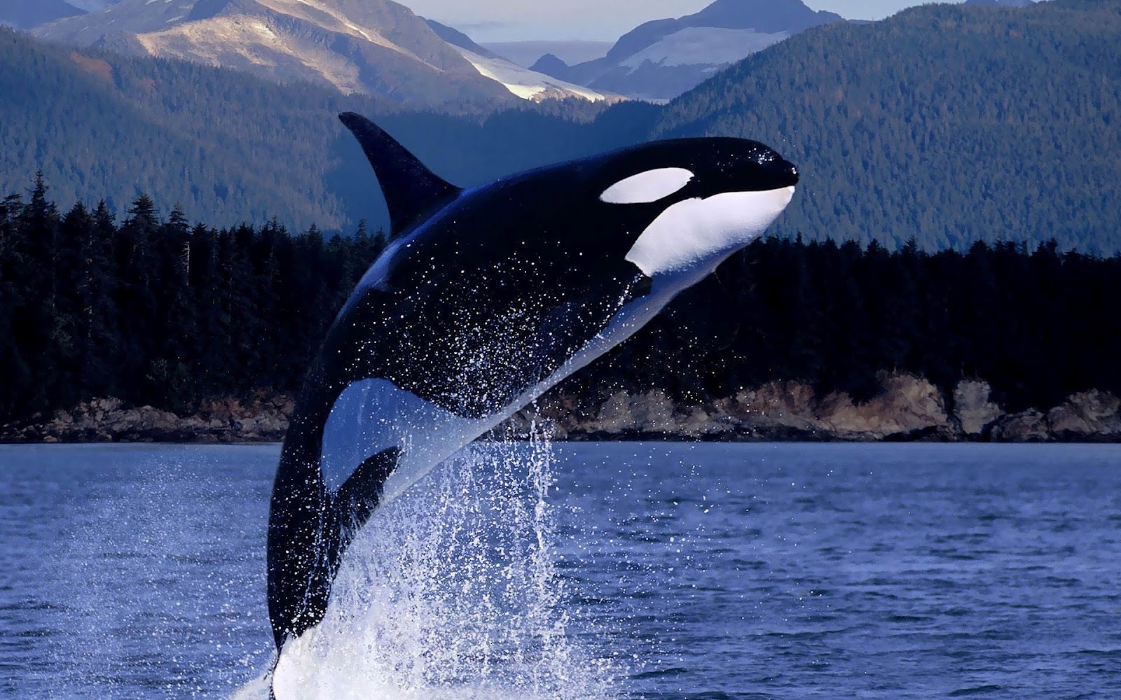 killer whale crossword clue killer whale crossword clue