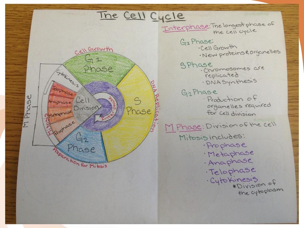 cell cycle coloring worksheet cell cycle coloring worksheet