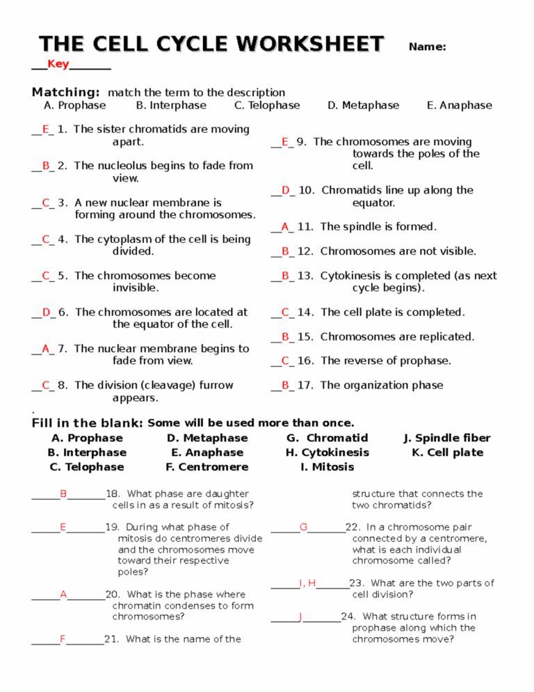 The cell cycle worksheet With Answers THE CELL CYCLE WORKSHEETTHE CELL CYCLE WORKSHEET Name Studocu